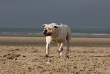 BOULEDOGUE AMERICAIN 172